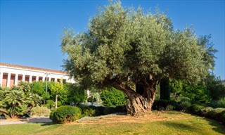 Fetter Baum