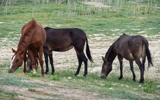 Tierfoto