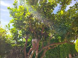 Vera vom Flughafen in Jerez abgeholt und nun hängt sie im Zitronenbaum