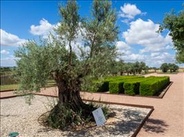 Olivenbaum 1.000 Jahre alt (fast, 13. Jahrhundert)