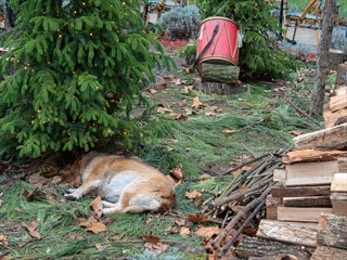 Der Hund macht es sich gemütlich