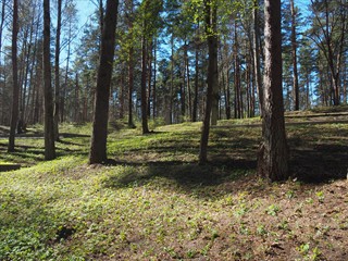 Man wandert so durch den Wald