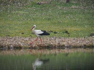 Ein Storch kommt vorbei